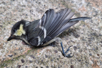 Eastern Great Tit