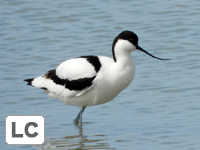Pied Avocet