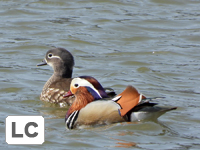 Mandarin Duck