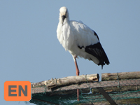 Oriental Stork