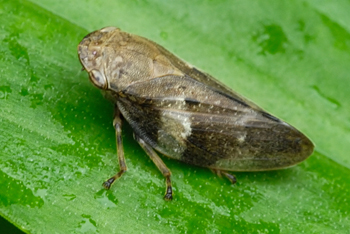 Cicadas