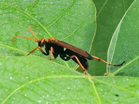 Cyphononyx dorsalis