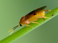 Tenthredo sp