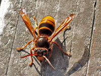 Vespa crabro flavofasciata