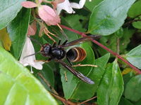 Vespa velutina