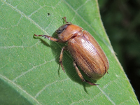 Adoretus hirsutus