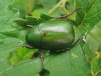 Anomala albopilosa