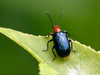 Aulacophora nigripennis