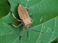 Anoplocnemis dallasi