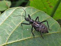Coranus dilatatus