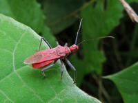 Cydnocoris russatus
