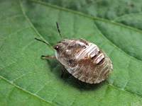 Eurygaster testudinaria