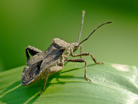 Melypteryx fuliginosa