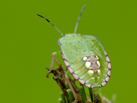 Nezara viridula