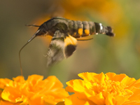 Macroglossum stellatarum