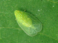 Kallitaxila-granulata