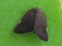 Pochazia albomaculata