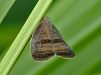 Ricania taeniata