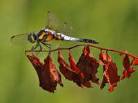 Brachydiplax chalybea