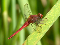 Crocothemis servilia