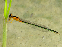 Ischnura senegalensis