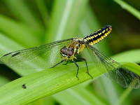 Lyriothemis pachygastra