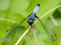 Orthetrum albistylum melania