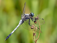 Orthetrum albistylum speciosum