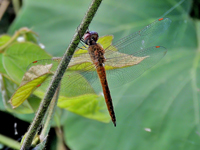 Pantala flavescens