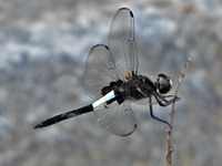 Pseudothemis zonata