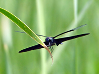 Rhyothemis fuligirosa