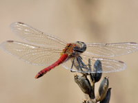 Sympetrum darwinianum