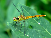 Sympetrum depressiusculum