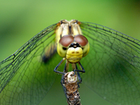 Sympetrum eroticum