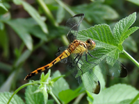Sympetrum infuscatum