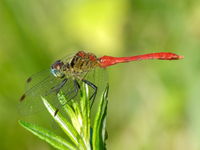 Sympetrum parvulum