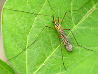 Anopheles sinensis