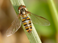 Episyrphus balteata