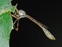 Leptogaster basilaris
