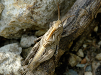 Aiolopus japonicus