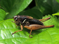 Atlanticus brunneri