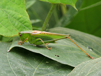 Tettigonia viridissima