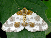 Abraxas sylvata