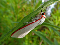Aloa lactinea