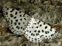 Antipercnia albinigrata