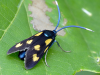 Balataea octomaculata