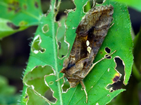 Chrysodeixis eriosoma