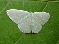 Comostola subtiliaria