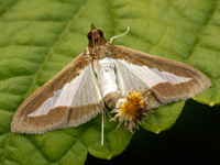 Diaphania indica