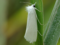 Hyphantria cunea
